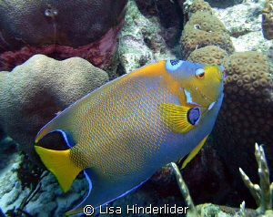Queen Angel looking for a tasty sponge to munch on. by Lisa Hinderlider 